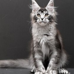 Maine Coon EM Kiara