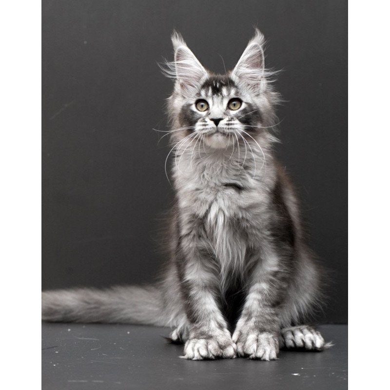 Maine Coon EM Kiara