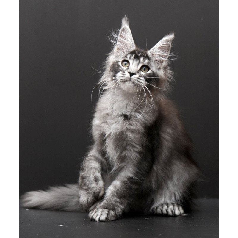 Maine Coon EM Kiara