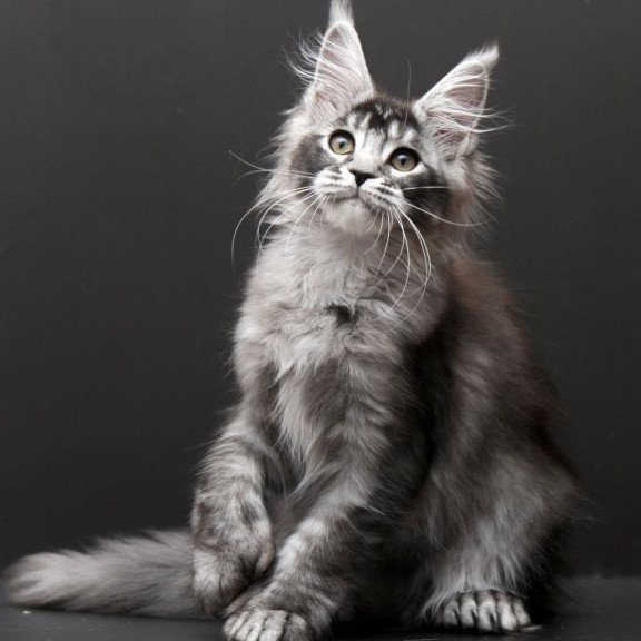 Maine Coon EM Kiara