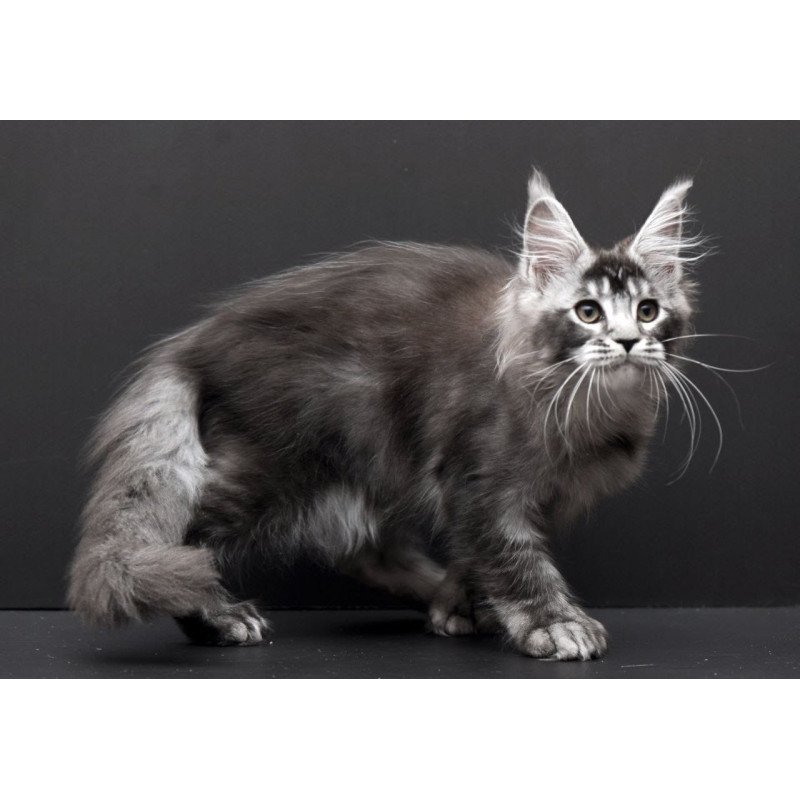 Maine Coon EM Kiara