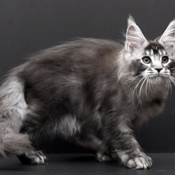 Maine Coon EM Kiara
