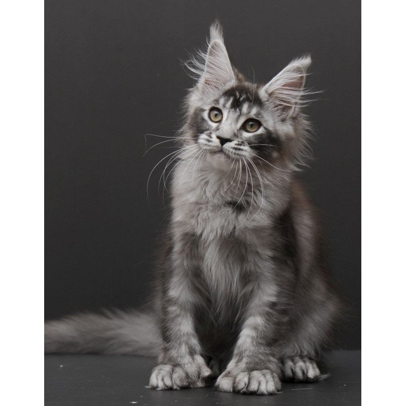Maine Coon EM Kiara