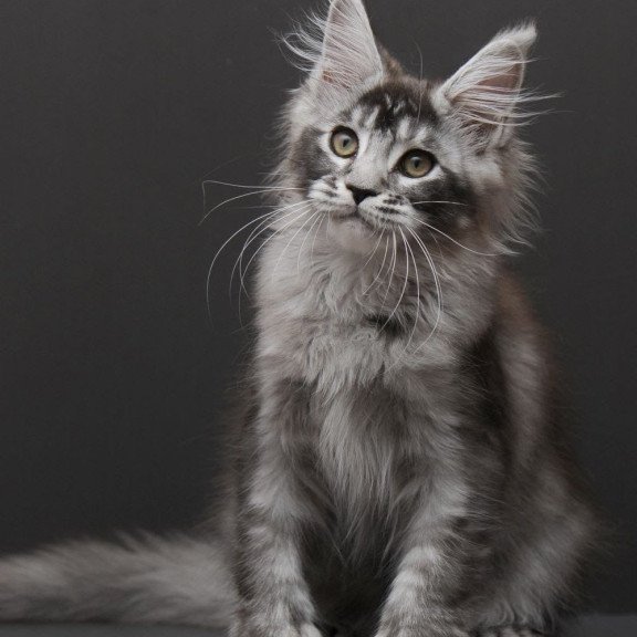 Maine Coon EM Kiara