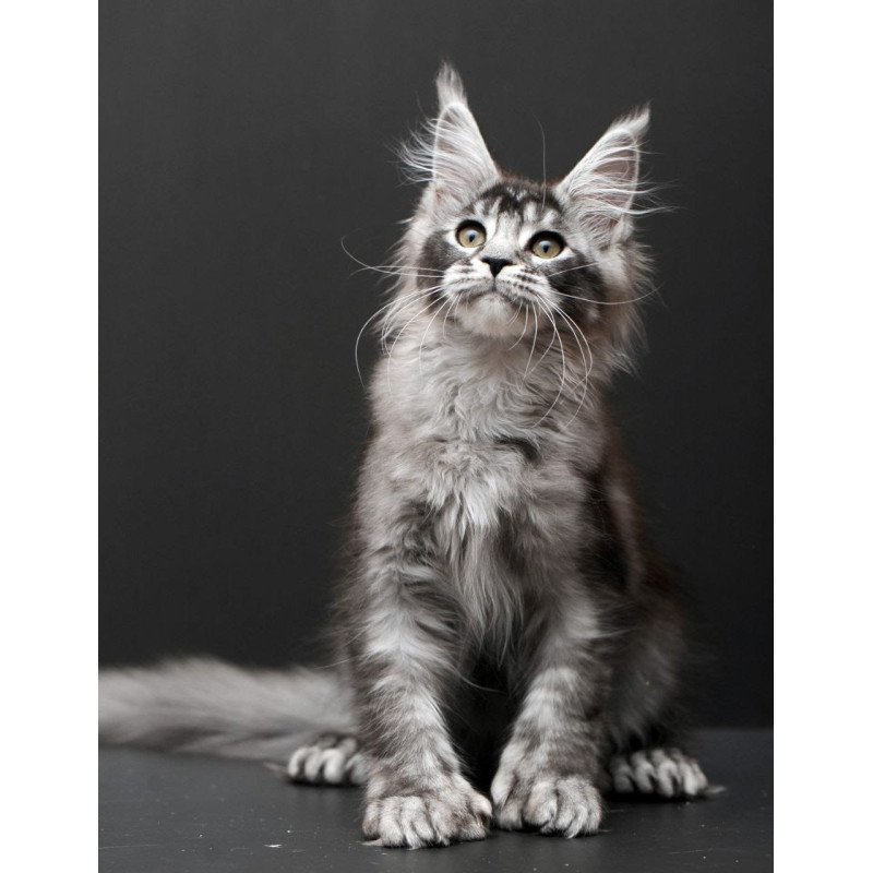 Maine Coon EM Kiara