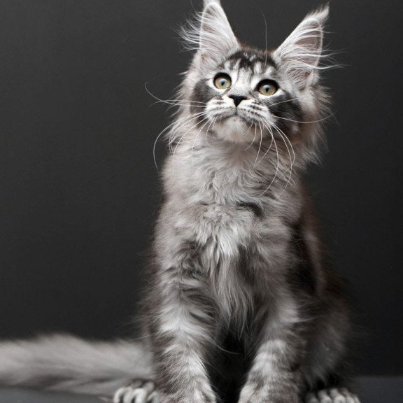 Maine Coon EM Kiara