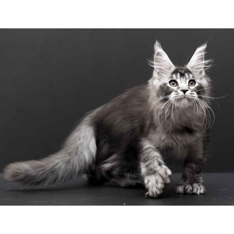 Maine Coon EM Kiara