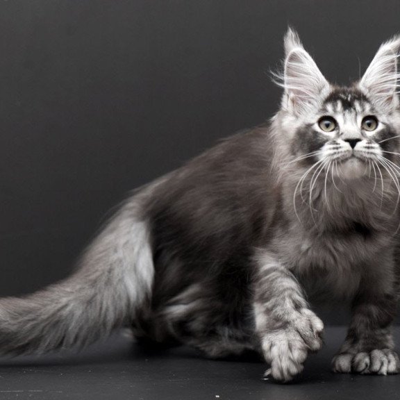 Maine Coon EM Kiara
