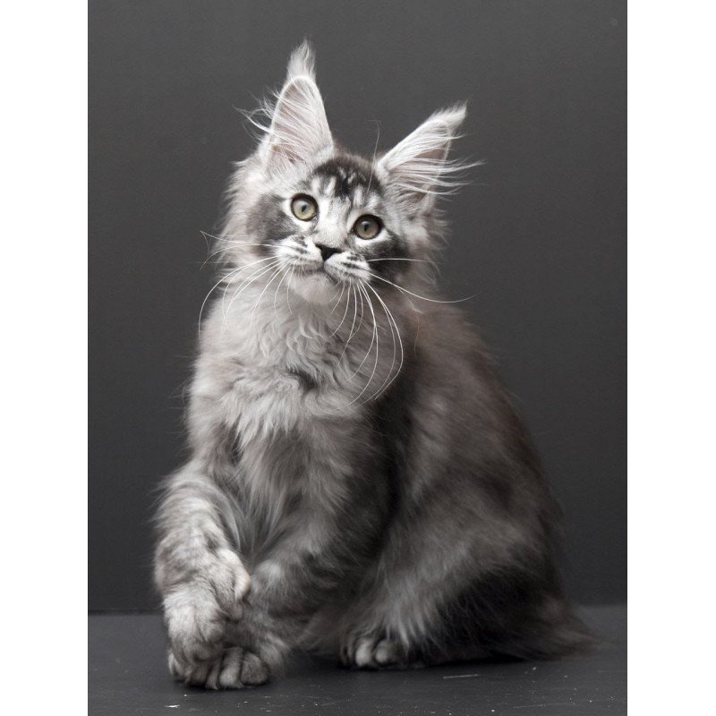 Maine Coon EM Kiara