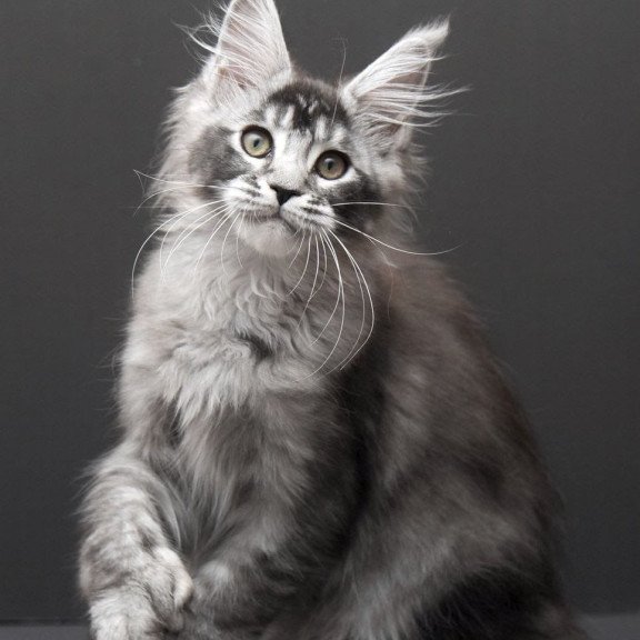 Maine Coon EM Kiara