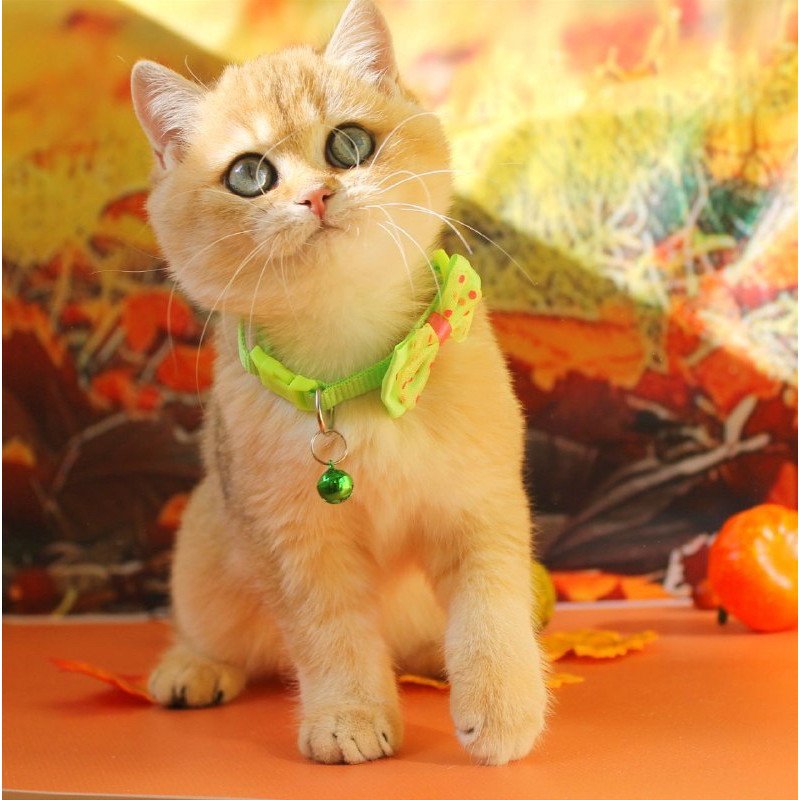 British Kitty