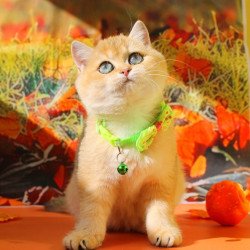 British Kitty
