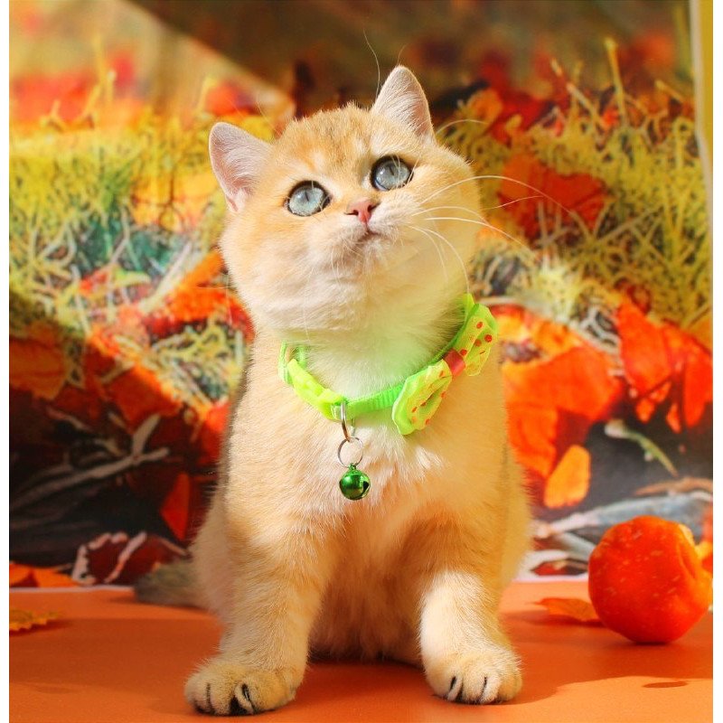 British Kitty