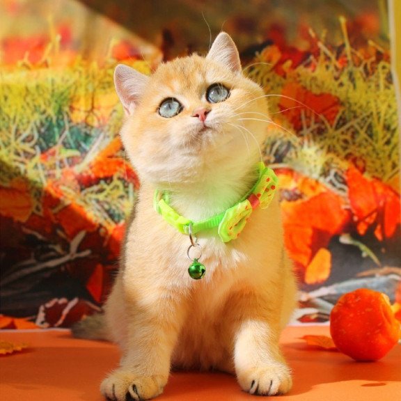 British Kitty