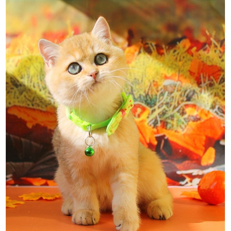 British Kitty