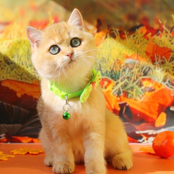 British Kitty