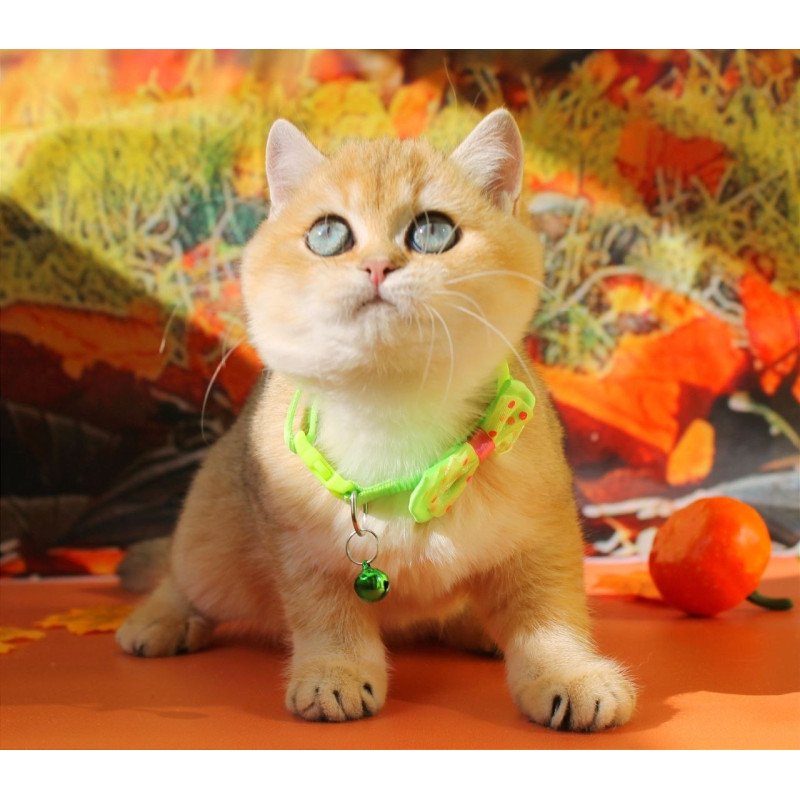 British Kitty