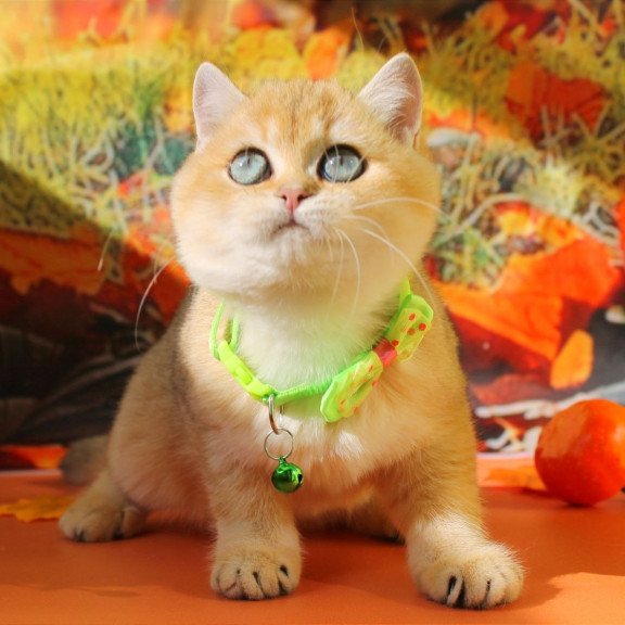 British Kitty