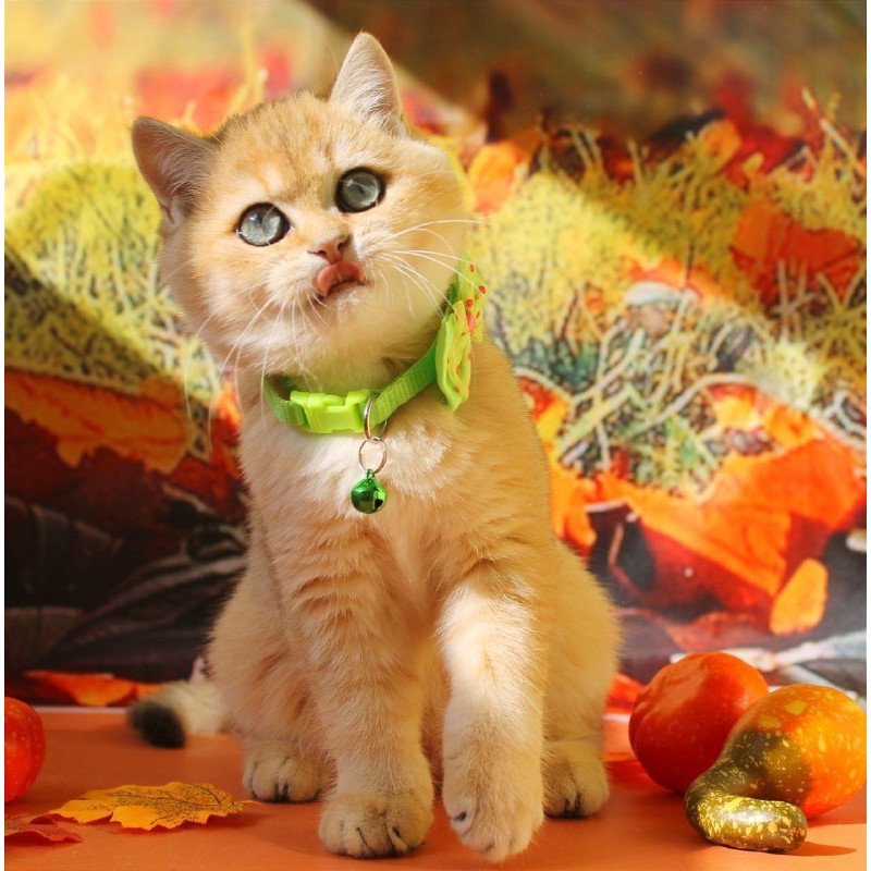 British Kitty
