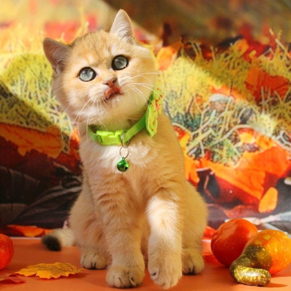 British Kitty