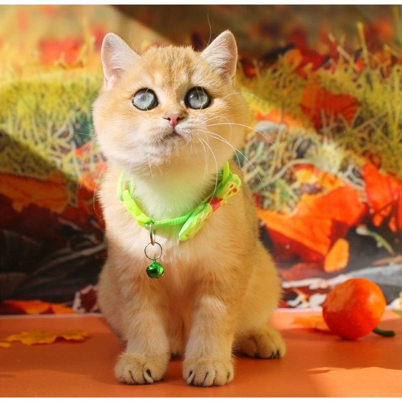 British Kitty