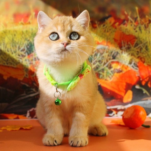 British Kitty