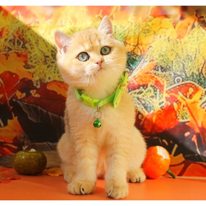 British Kitty