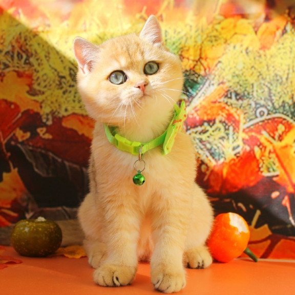 British Kitty