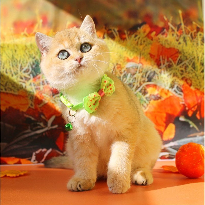 British Kitty