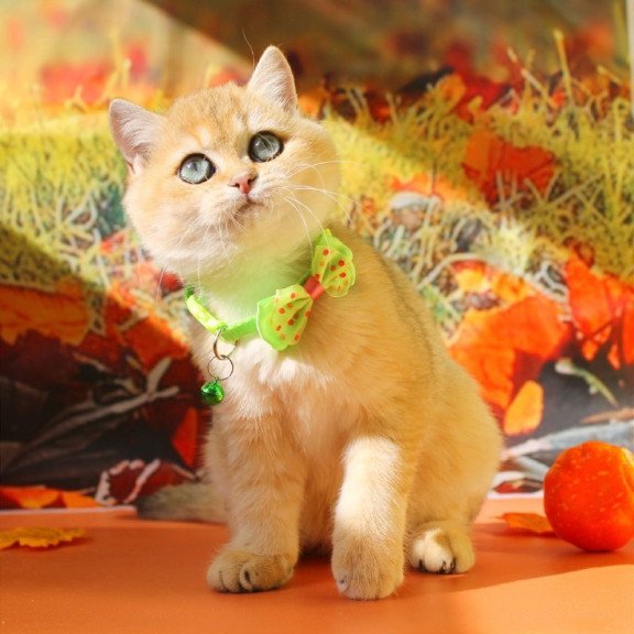 British Kitty