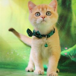 British Kay