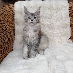 Maine Coon Bailey