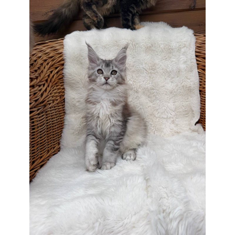 Maine Coon Bailey