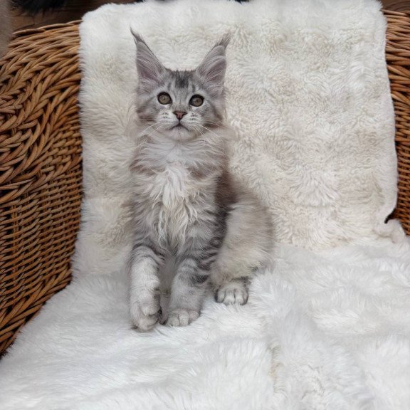 Maine Coon Bailey