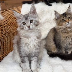 Maine Coon Bailey