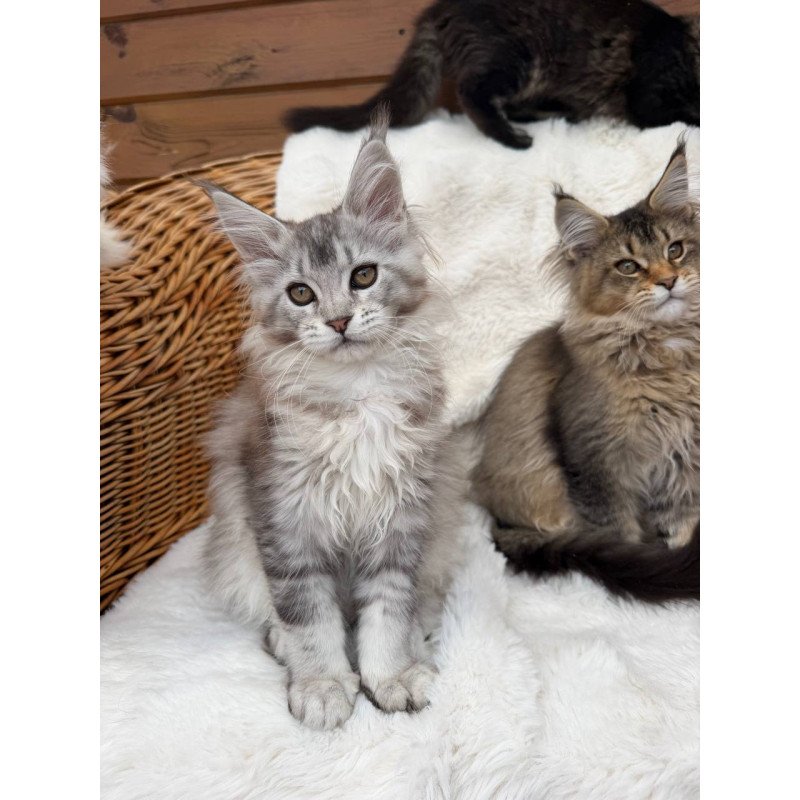 Maine Coon Bailey