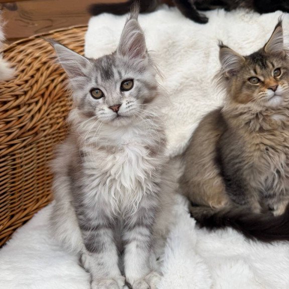 Maine Coon Bailey