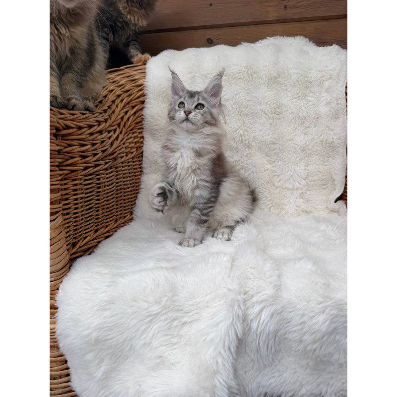 Maine Coon Bailey