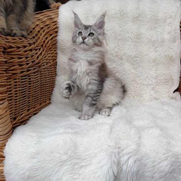Maine Coon Bailey