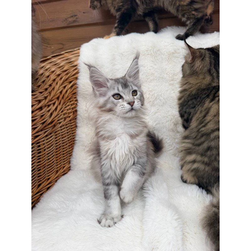 Maine Coon Bailey