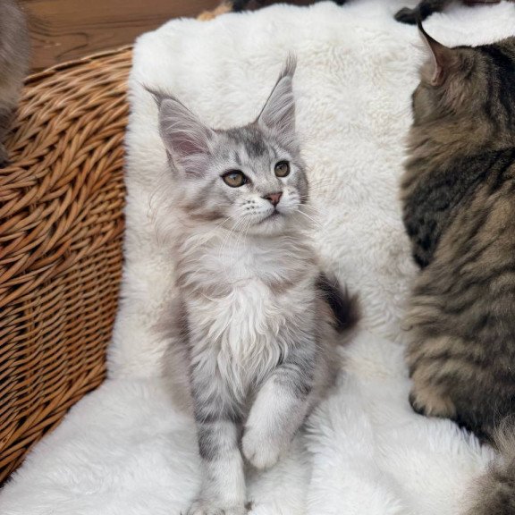 Maine Coon Bailey