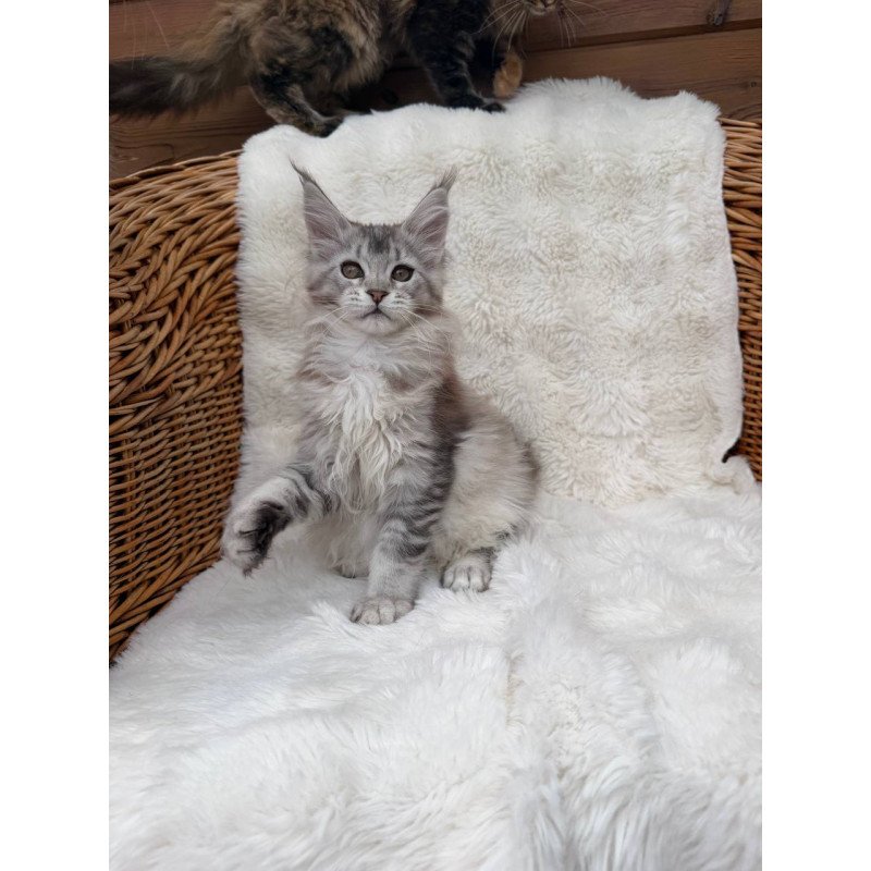 Maine Coon Bailey