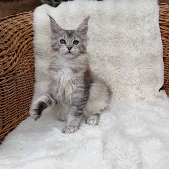 Maine Coon Bailey