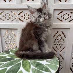 Maine Coon Blossom