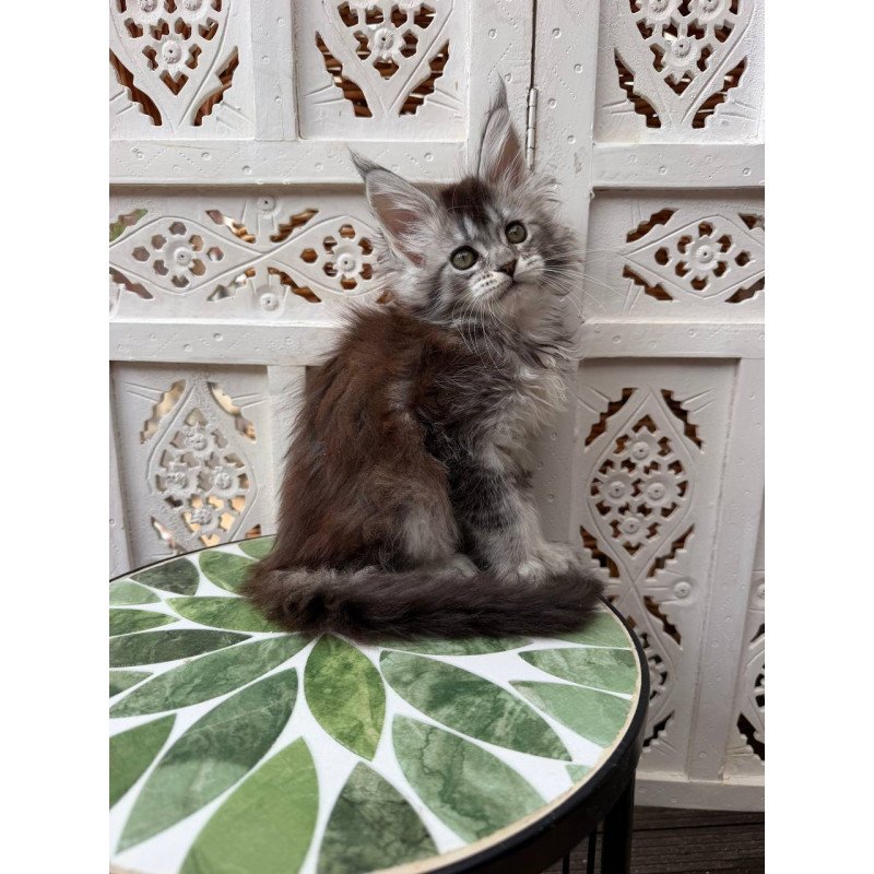 Maine Coon Blossom