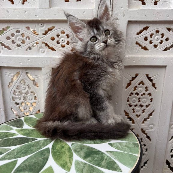 Maine Coon Blossom