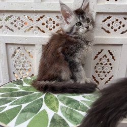 Maine Coon Blossom