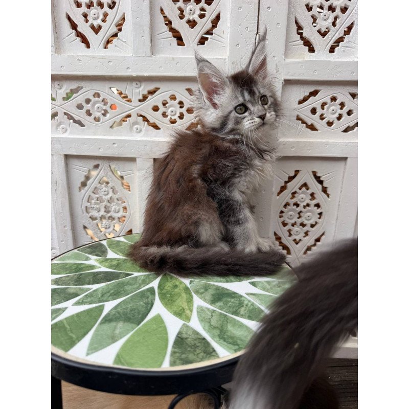 Maine Coon Blossom