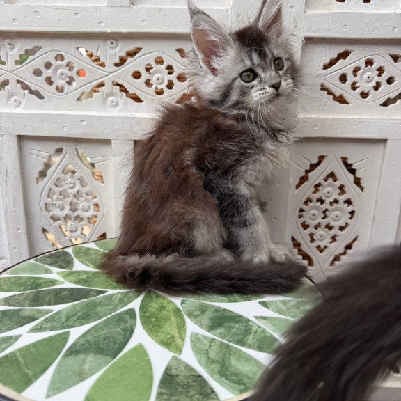 Maine Coon Blossom