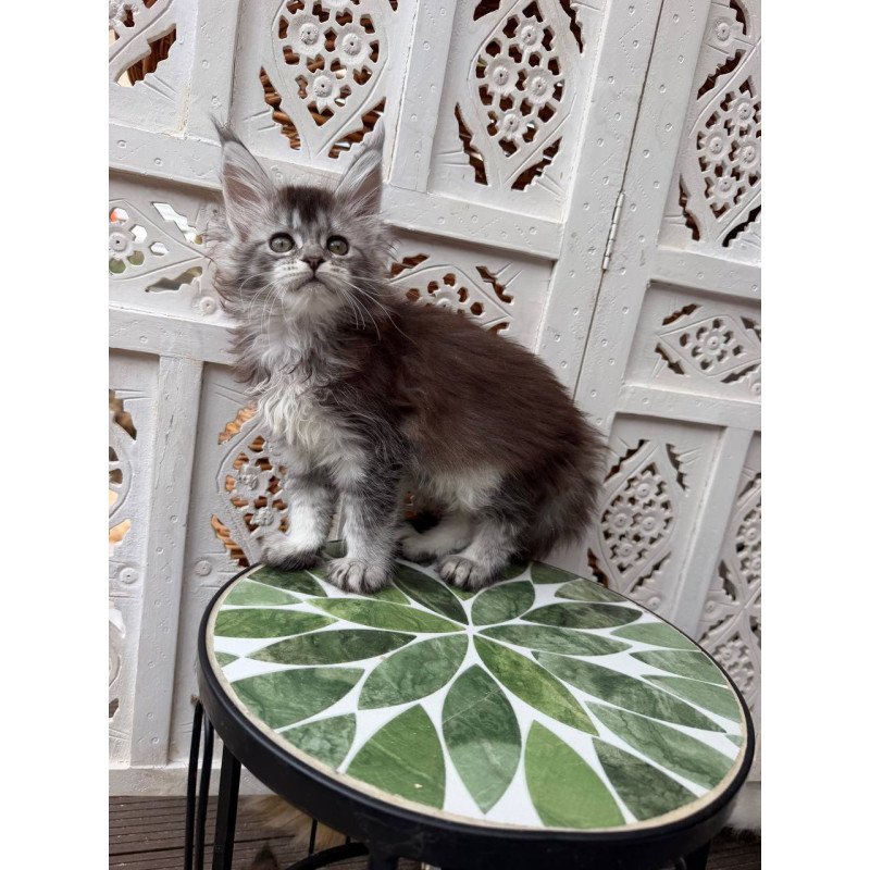 Maine Coon Blossom
